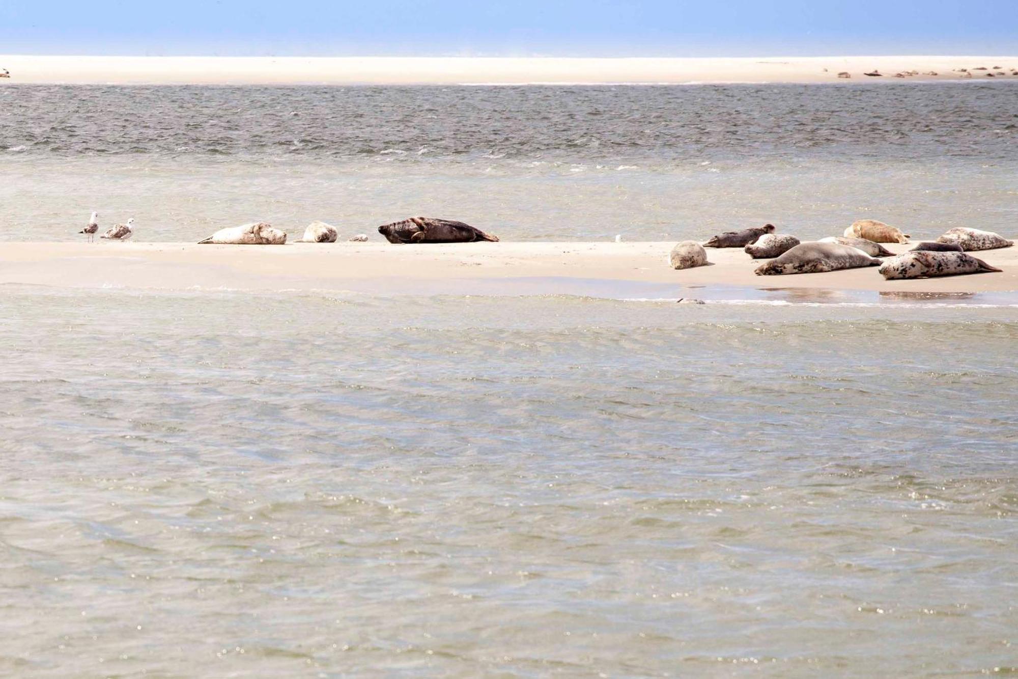 Vakantiehuisje Schelp 5 Personen - Zeezand Recreatie Stolpen Esterno foto